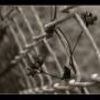 Song is from the release Memoria Stoica. Italians are right to be proud. Music cant get any better than this.